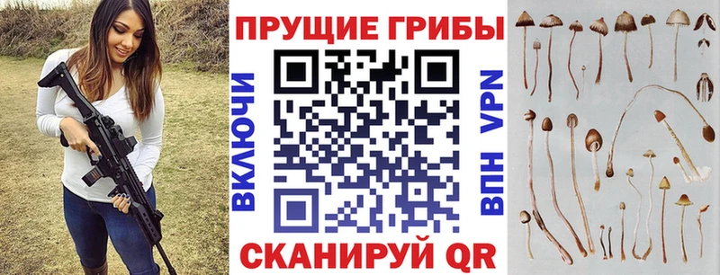 Галлюциногенные грибы Psilocybine cubensis  купить наркоту  Адыгейск 